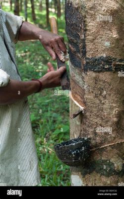 Hevea brasiliensis: Una Gomma Naturale per un Futuro Sostenibile!