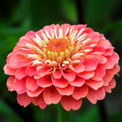  Zinnia: La Fiore di Ferro nel Mondo Industriale?