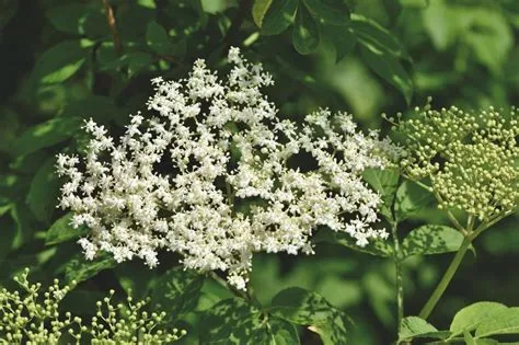  Entanglement: Exploring the Multifaceted Uses of Elderberry in Industrial Applications