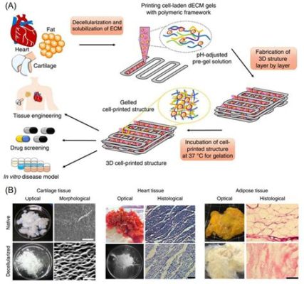  Fibrina: Una Proteina Naturale per l'Ingegneria Tissutale Avanzata!