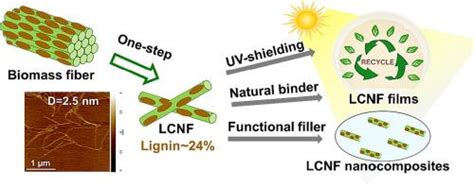  Lignin Nanofibrils: Unlocking Sustainable Potential for High-Performance Composites and Next-Generation Biofuels!