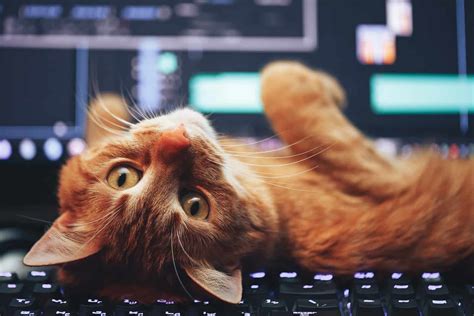 タブレットでpcゲームをする方法: なぜ猫はキーボードを叩くのか？