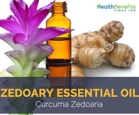 Zedoary: Un'Erba Aromatica per la Produzione di Oli Essenziali e Aromi