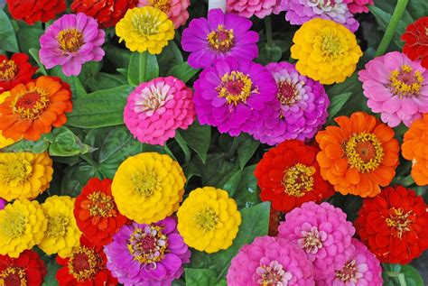  Zinnia: Un Fiore Colorato per la Bioplastica del Futuro?